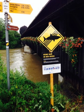 Keine Haie in unseren Flüssen