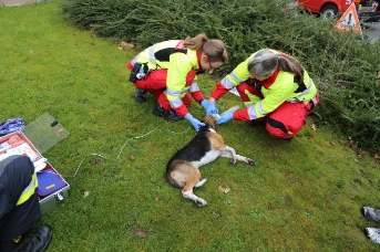 Hund aus verraucher Wohnung gerettet
