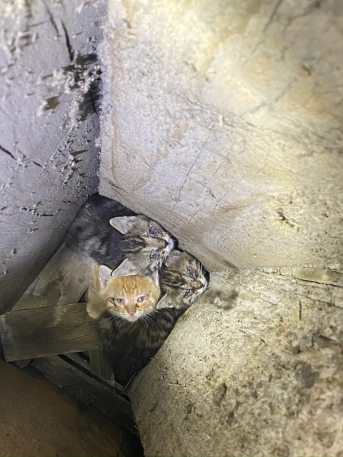 Katzen-Babys gerettet