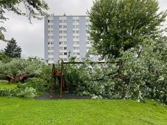 Ahornbaum stürzt auf Spielplatz