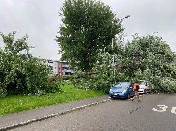Baum begräbt Autos unter sich