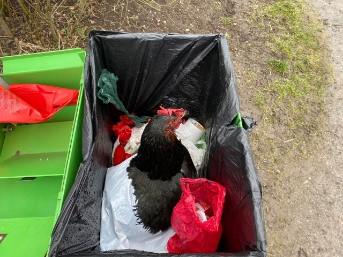Lebendes Huhn entsorgt - Zeugenaufruf