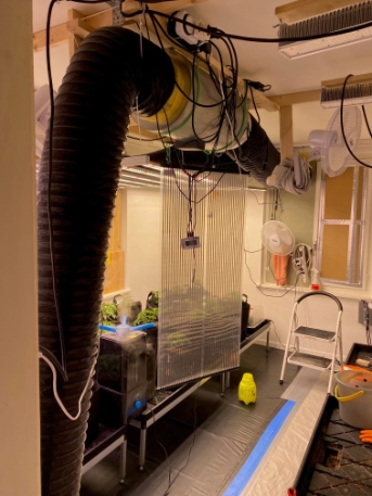 Private Hanf-Indooranlage entdeckt - Bild 2