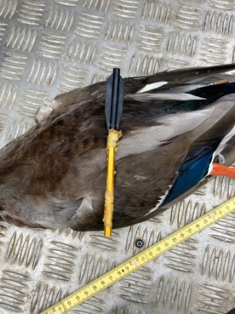 Stockente von Pfeil getroffen_Vorfall März 2021