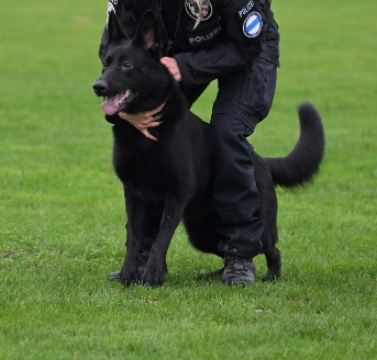Polizeihündin Paya spürt Einbrecher auf