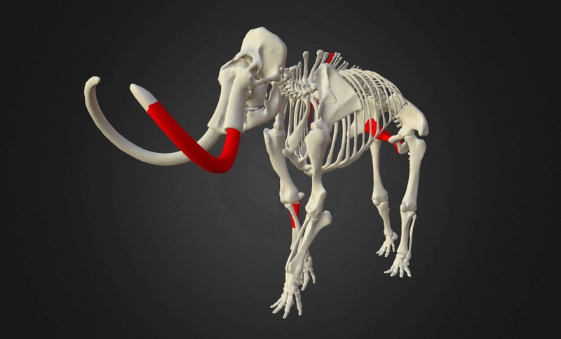 Mammut